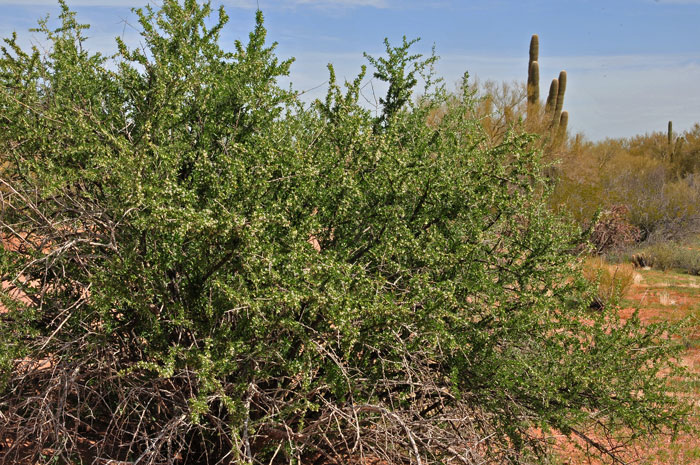 Desert Wolfberry is a shrub that may grow to 9 feet more or less. This species grows at elevations from 800 to 2,500 feet. It is common along washes and on dry slopes. Lycium macrodon